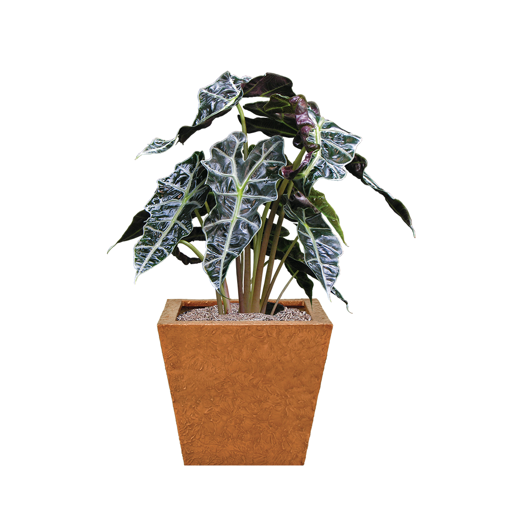 Alocasia, Amazonica