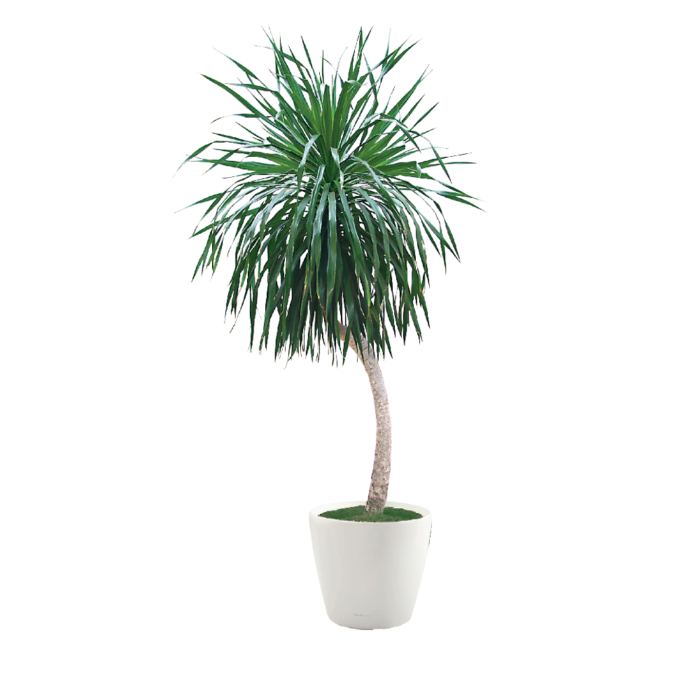 Dracaena, Arborea