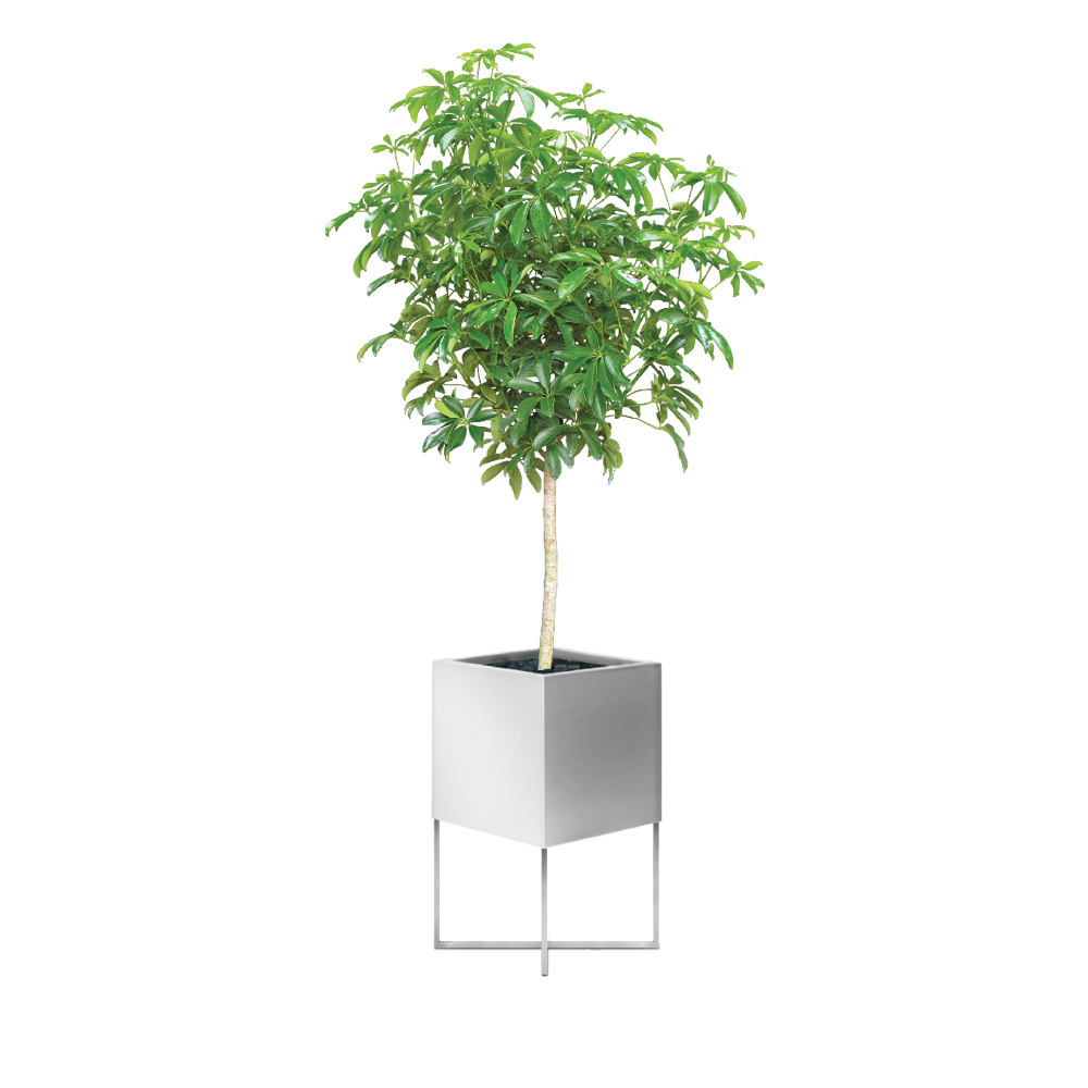 Arboricola tree