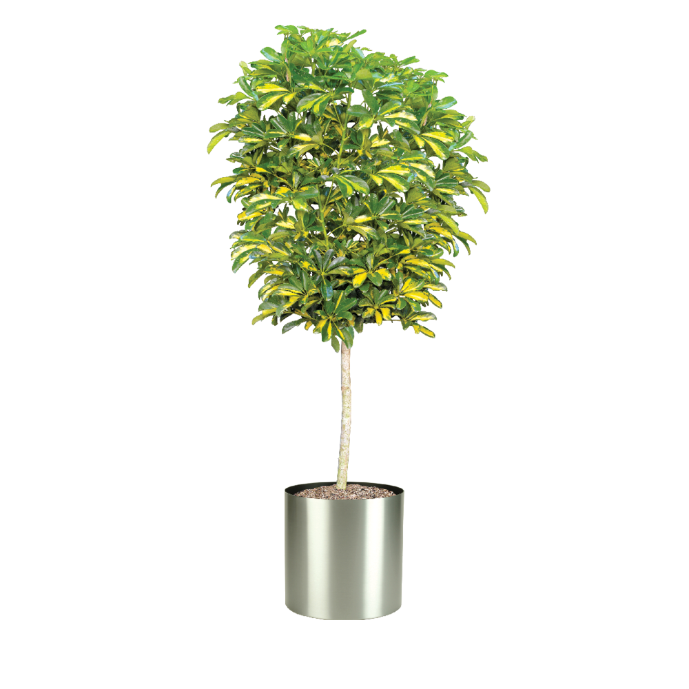 Arboricola Tree Variegated