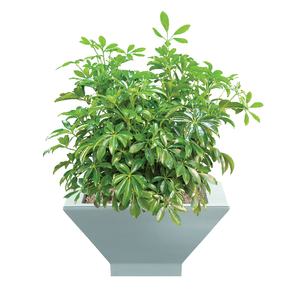 Arboricola Bush
