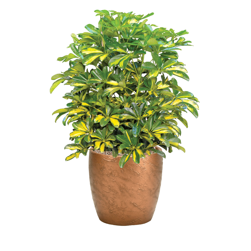 Arboricola Variegated Bush