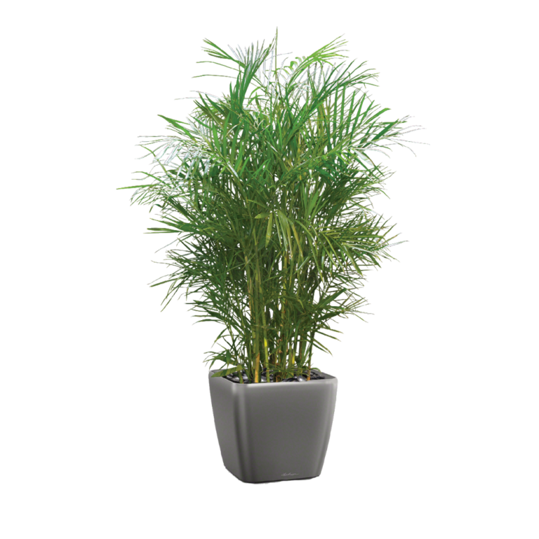 Bamboo Palm Plant Care, Water, Sunlight Guide Plantscape LIVE