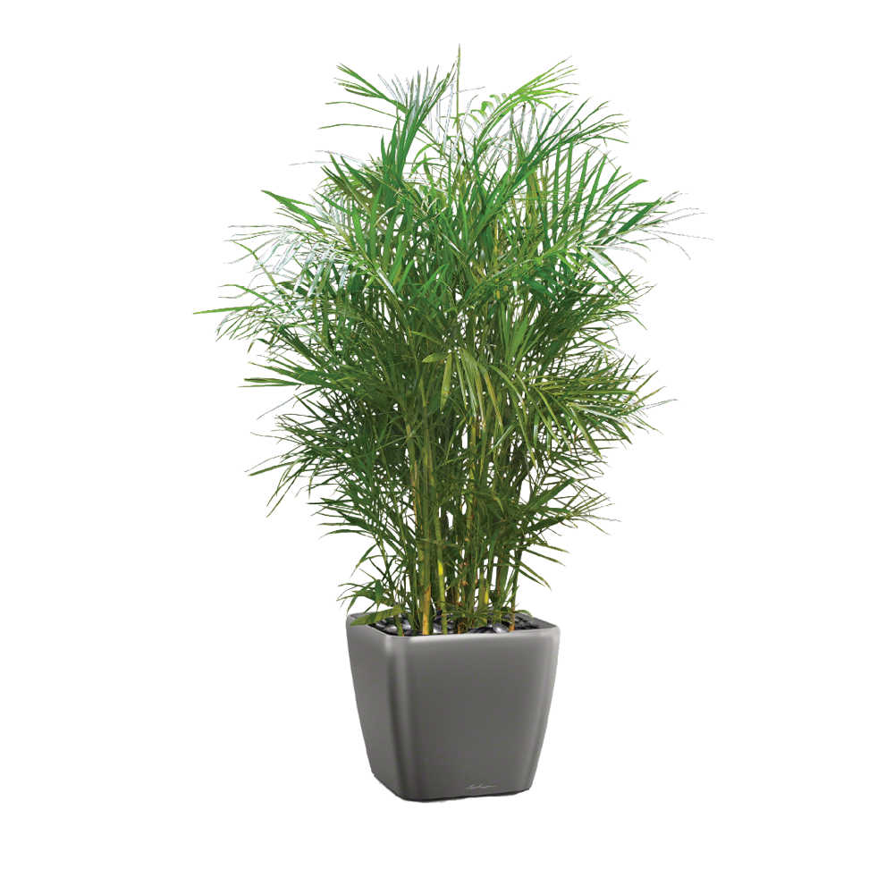 Palm Bamboo