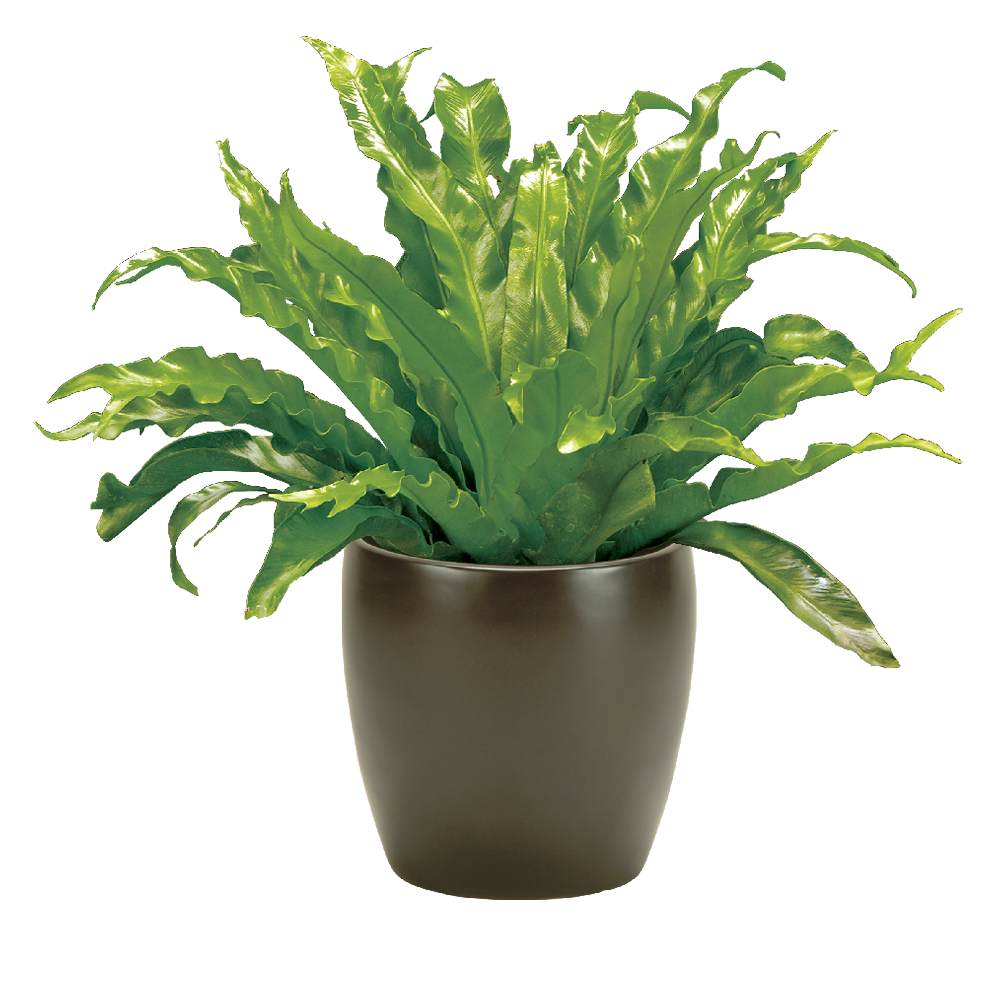 Fern, Birds Nest