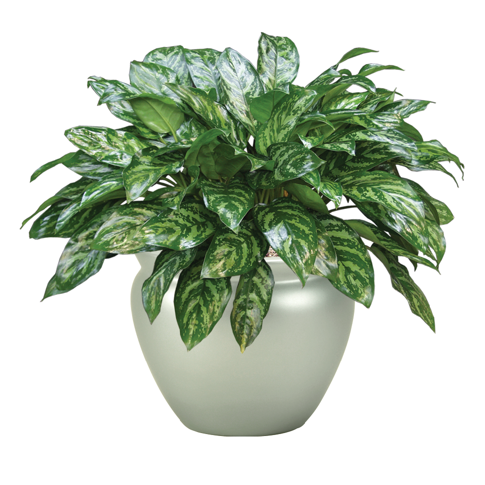 Chinese Evergreen, Mary Ann