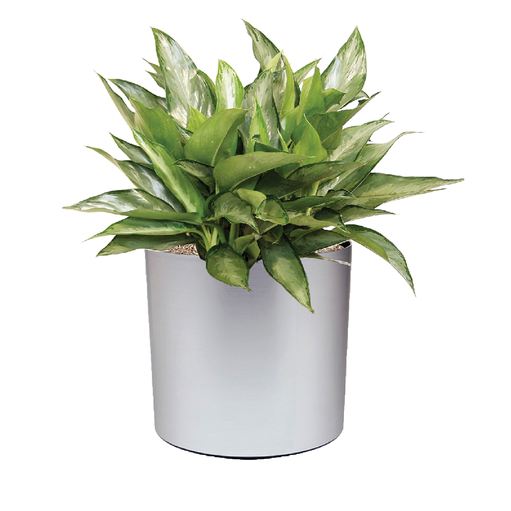 Chinese Evergreen, Silverado