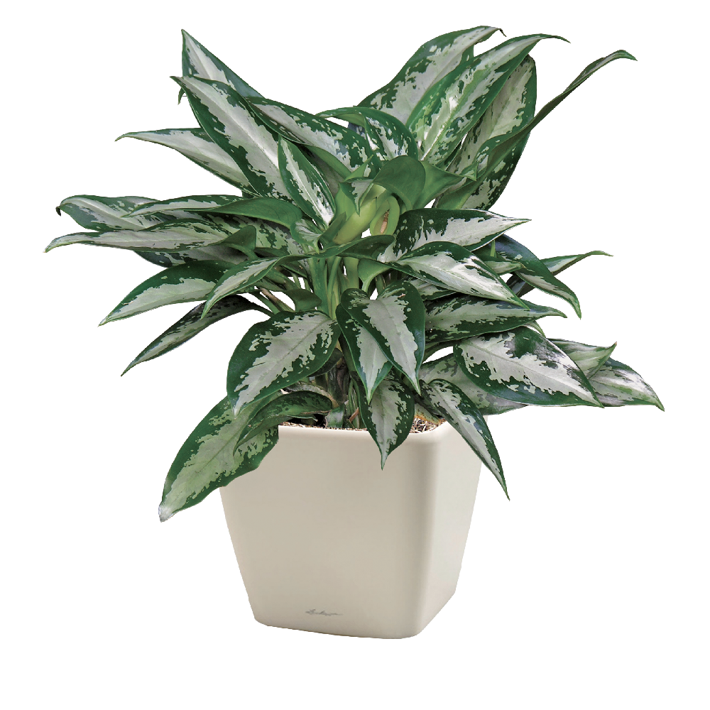 Chinese Evergreen, Jubilee