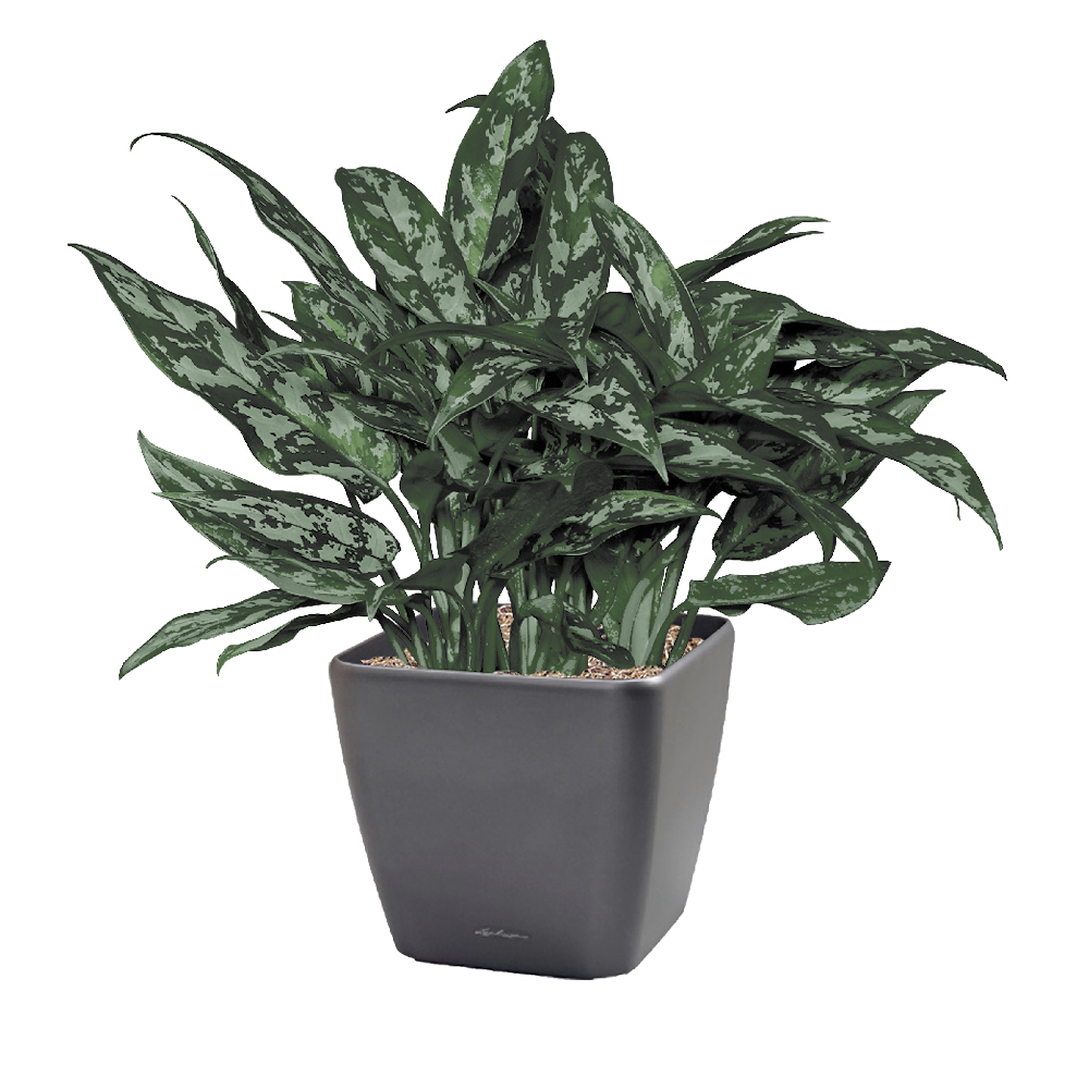 Chinese Evergreen, Maria