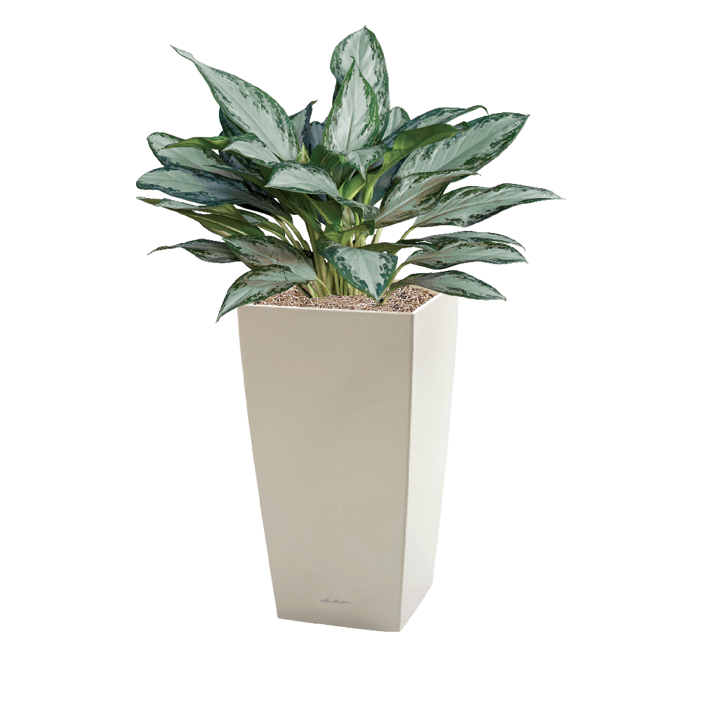 Chinese Evergreen, Silver Bay