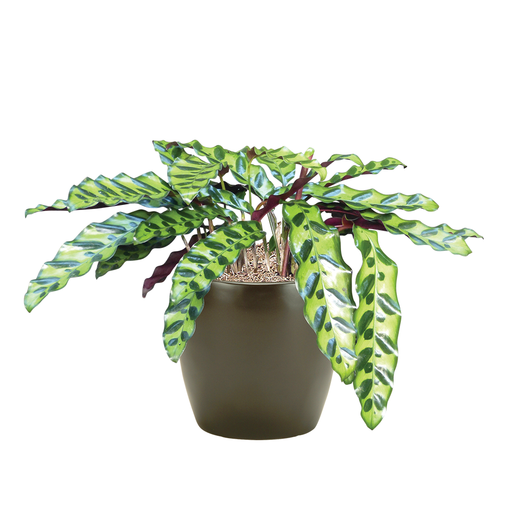 Calathea Lancifolia