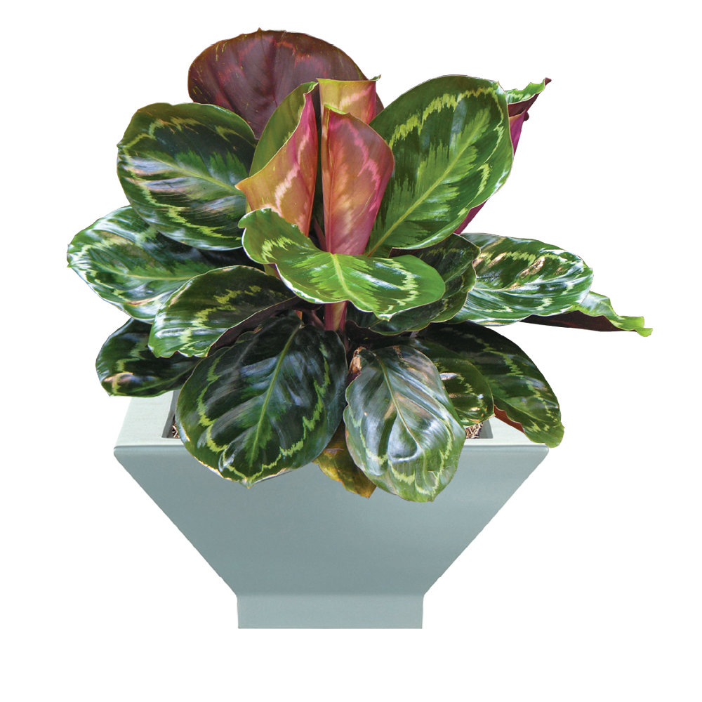 Calathea Roseo Picta