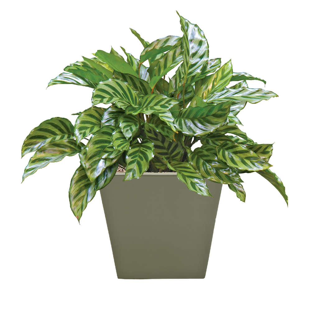 Calathea Concinnna