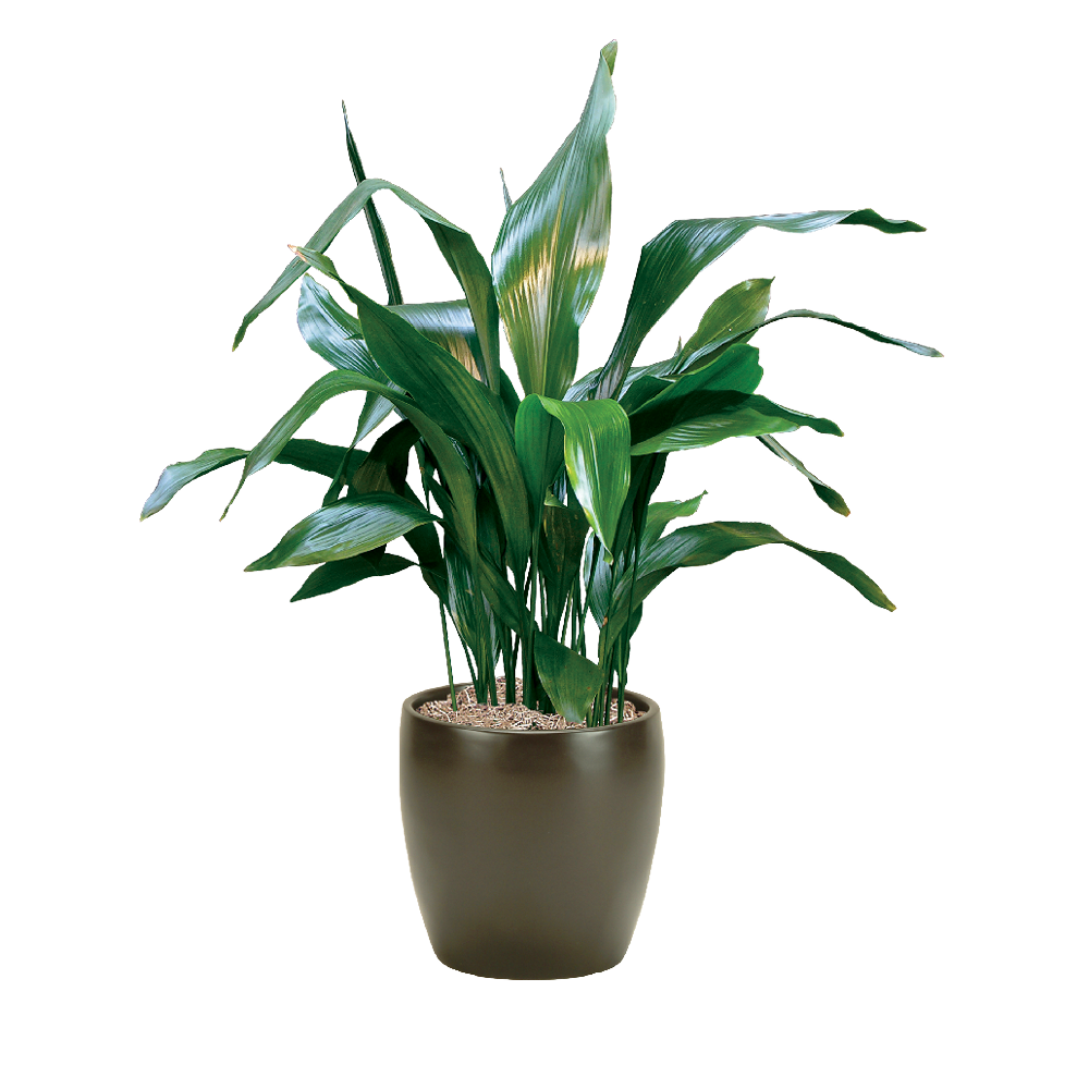 Cast Iron Plant