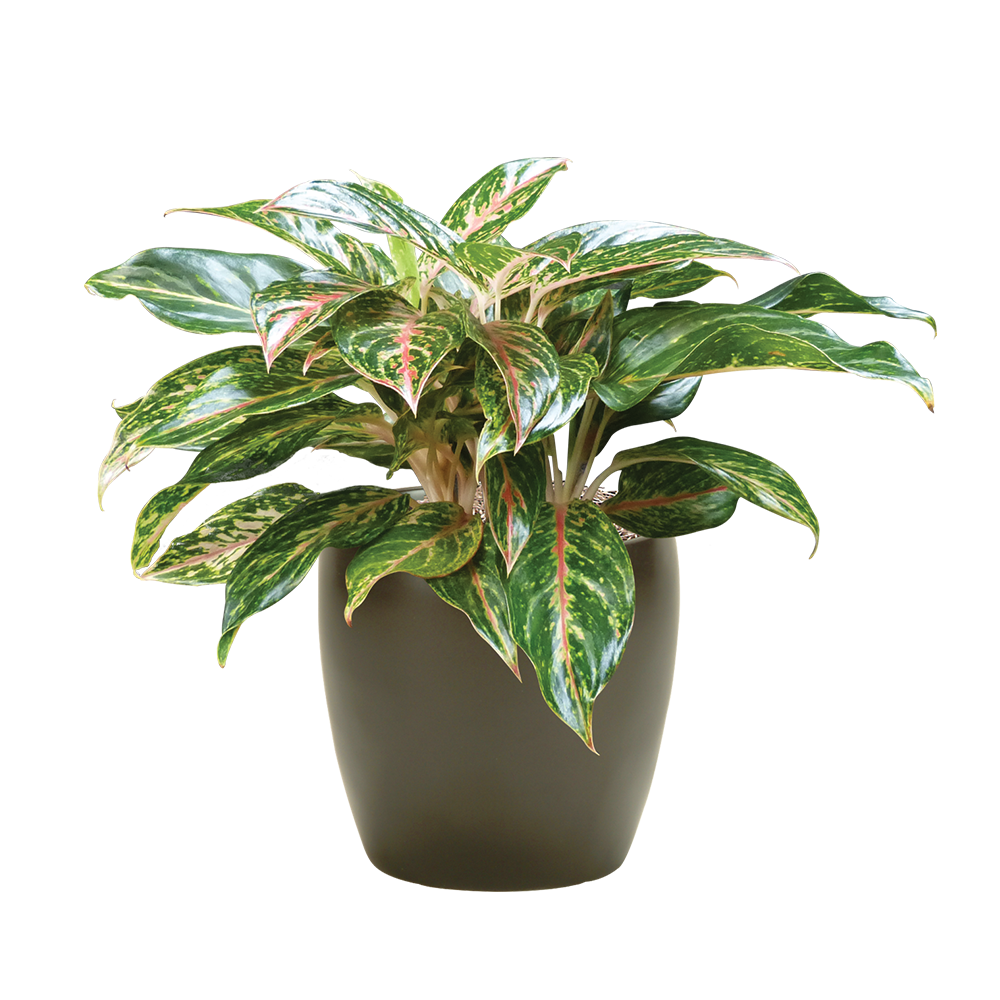 Chinese Evergreen Sparkling Sara