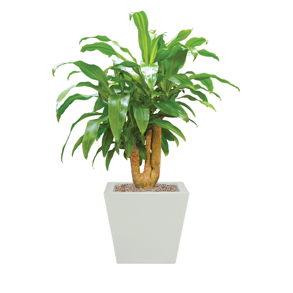 Dracaena, Corn Stump