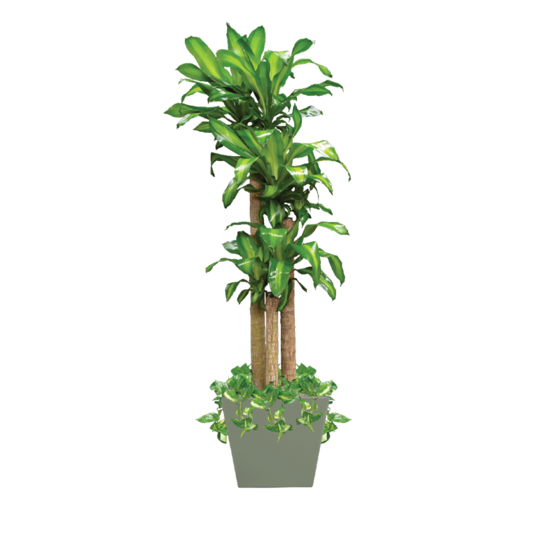 Dracaena Corn Cane Plant Care, Water, Sunlight Guide Plantscape LIVE