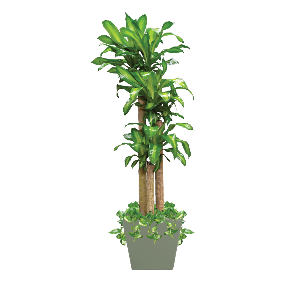 Dracaena, Corn Cane