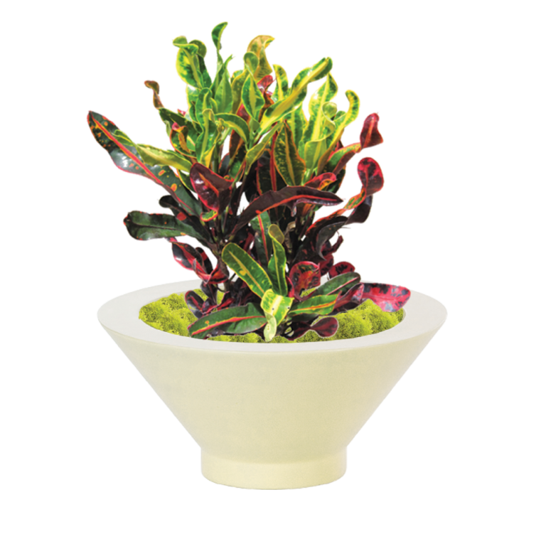 Croton Mammy Plant Mammy Croton Plant Care Plantscape LIVE