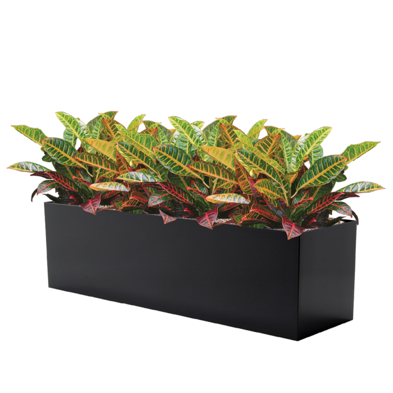 Croton Petra Plant Croton Plant Indoor Care Plantscape LIVE