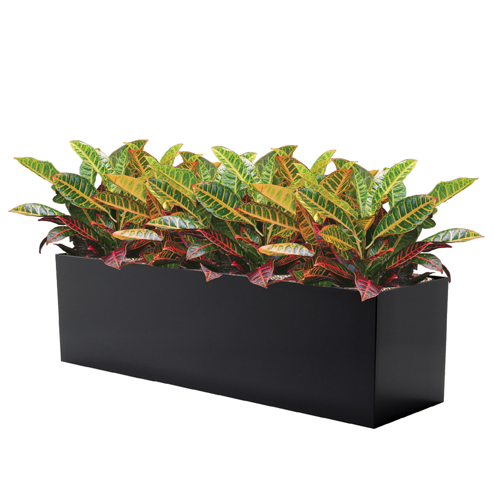 Croton Petra