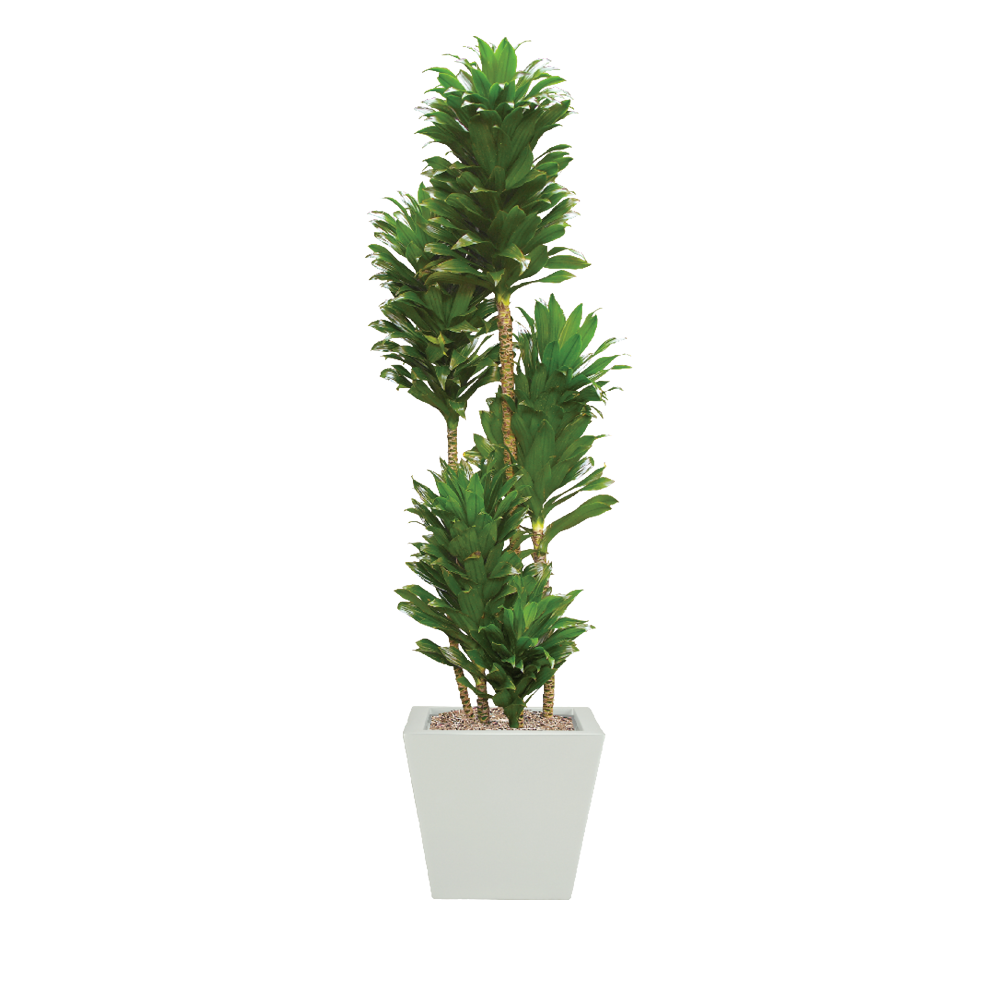 Dracaena Dragon Green Jewel