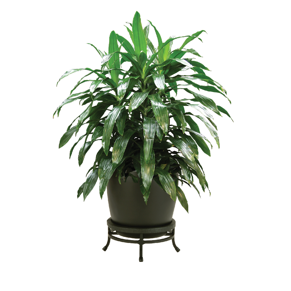 Dracaena Janet Craig