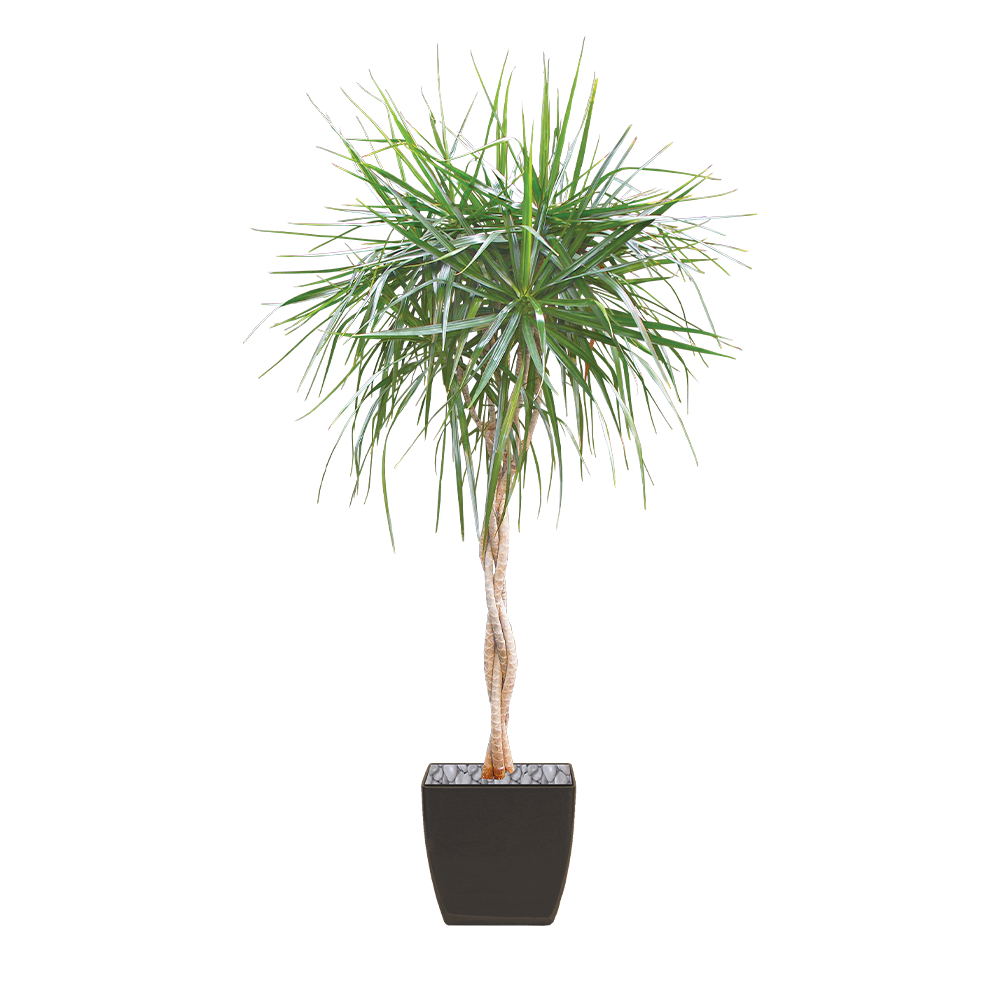 Dracaena_Marginata_Braid