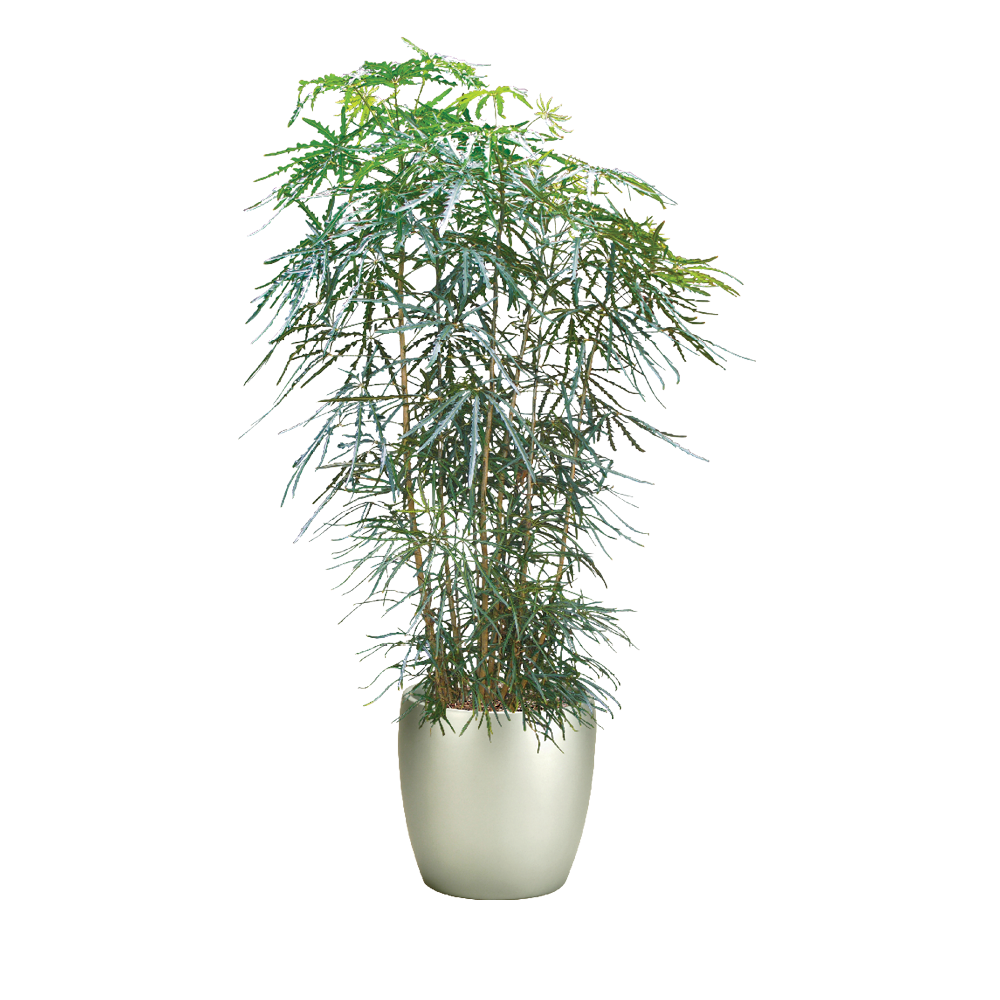 Aralia False
