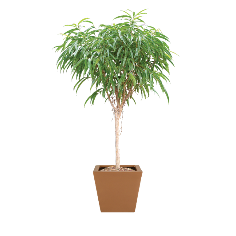 Ficus Alii Standard Care, Water, Sunlight