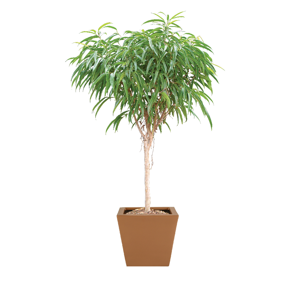 Ficus Alii Standard
