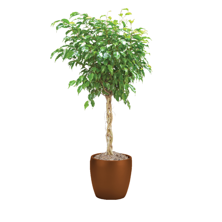 Ficus Benjamina Care Ficus Benjamina Light Conditions Plantscape LIVE