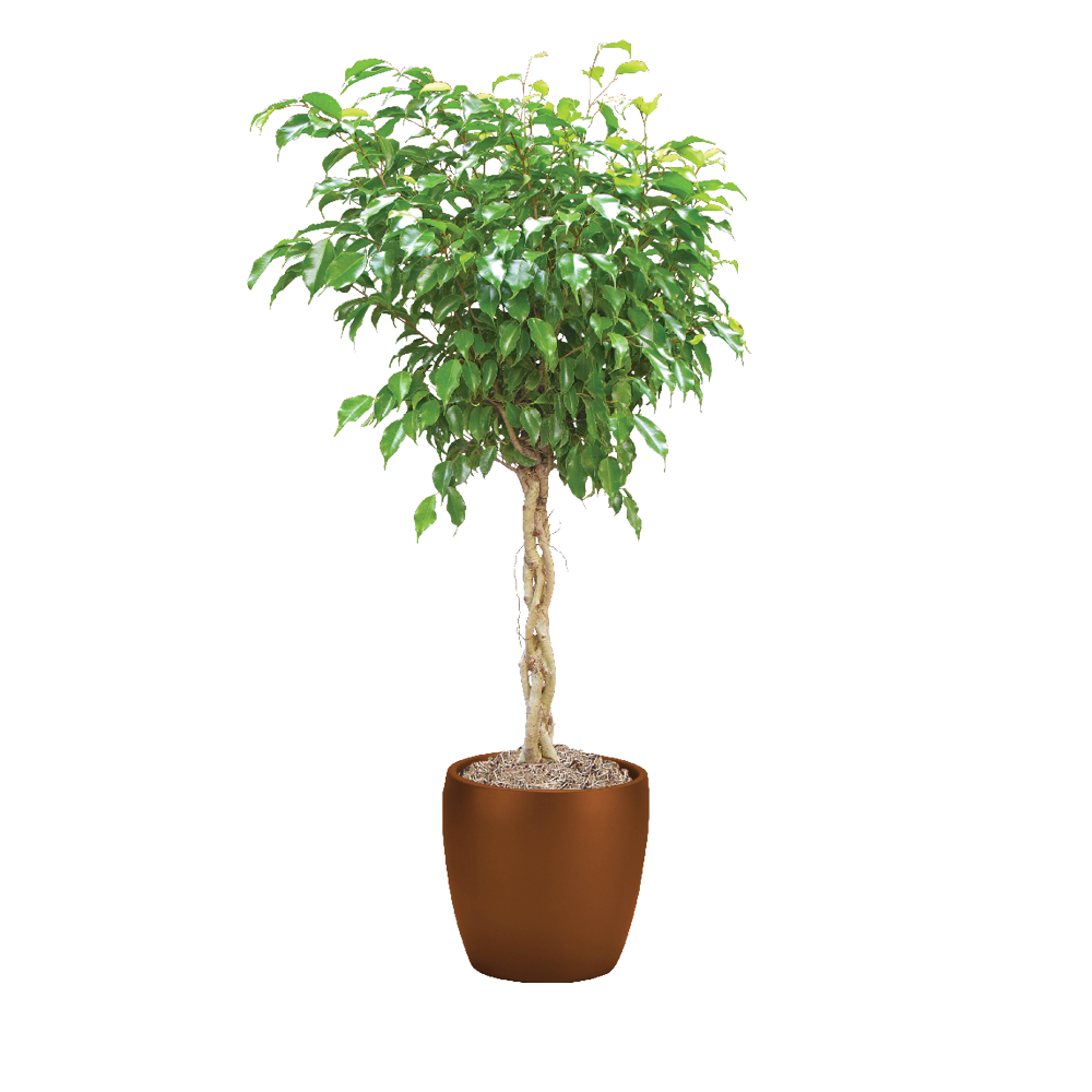 Ficus, Benjamina Braid