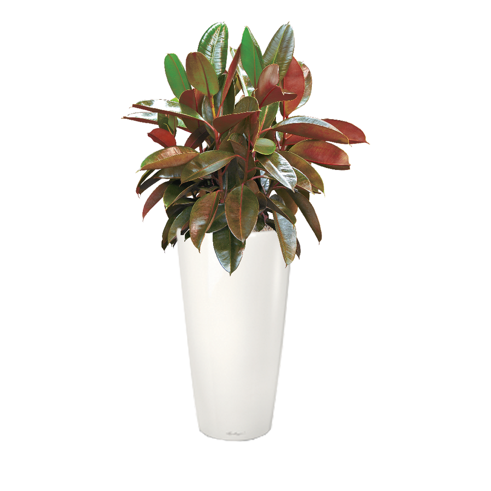 Ficus_Robusta