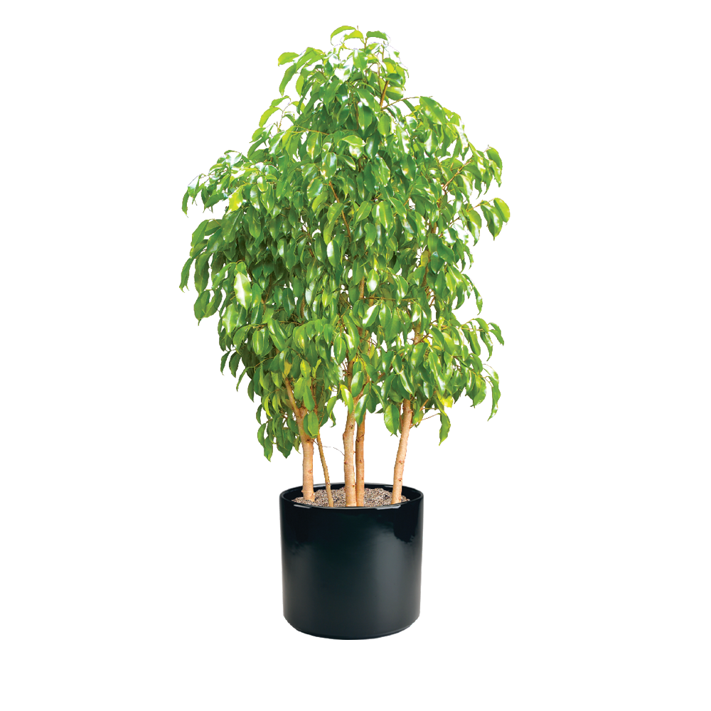 Ficus_Spire