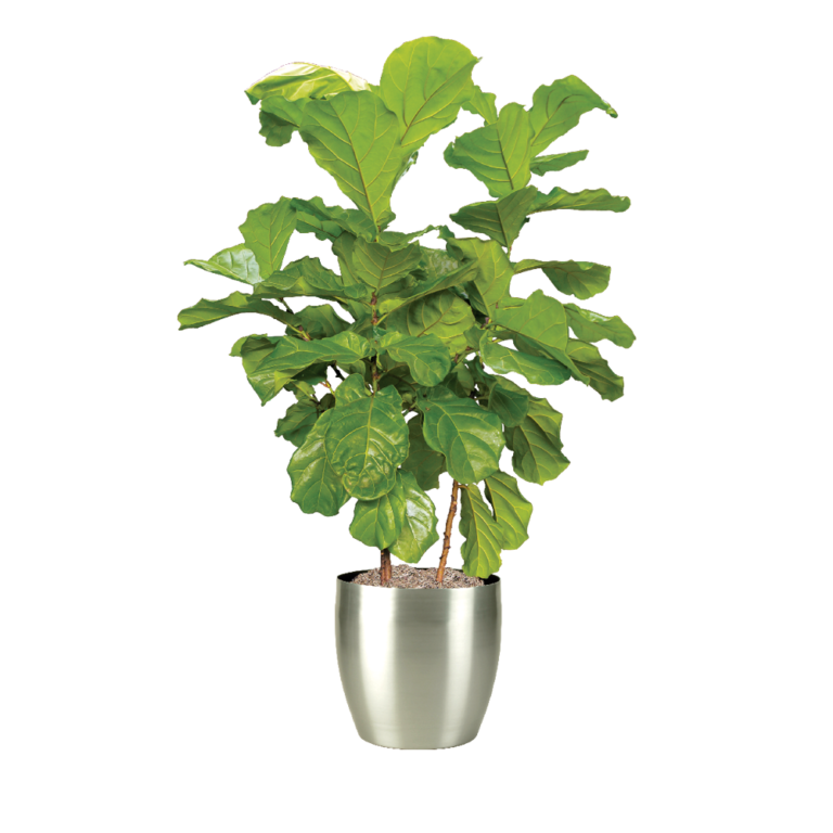 Fiddle Leaf Fig Bush Plantscape LIVE