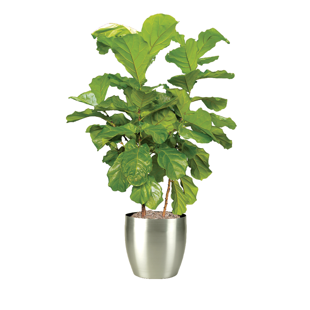 Fiddle Leaf Fig Bush