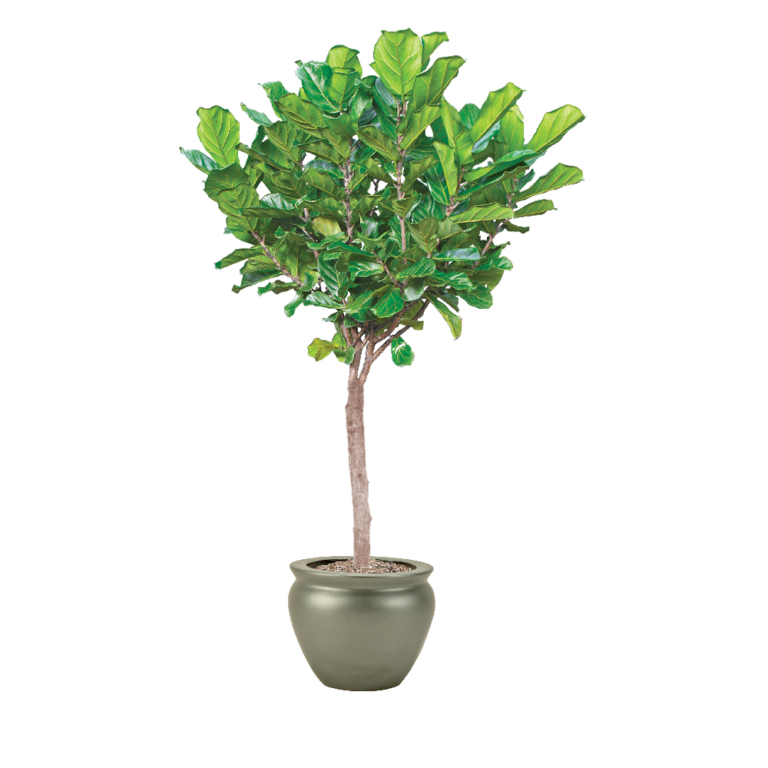 Fiddle Leaf Fig Plant Care Fiddle Leaf Fig Light Needs Plantscape LIVE
