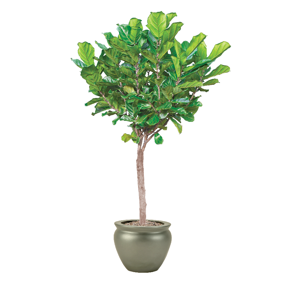 Fiddle Leaf Fig