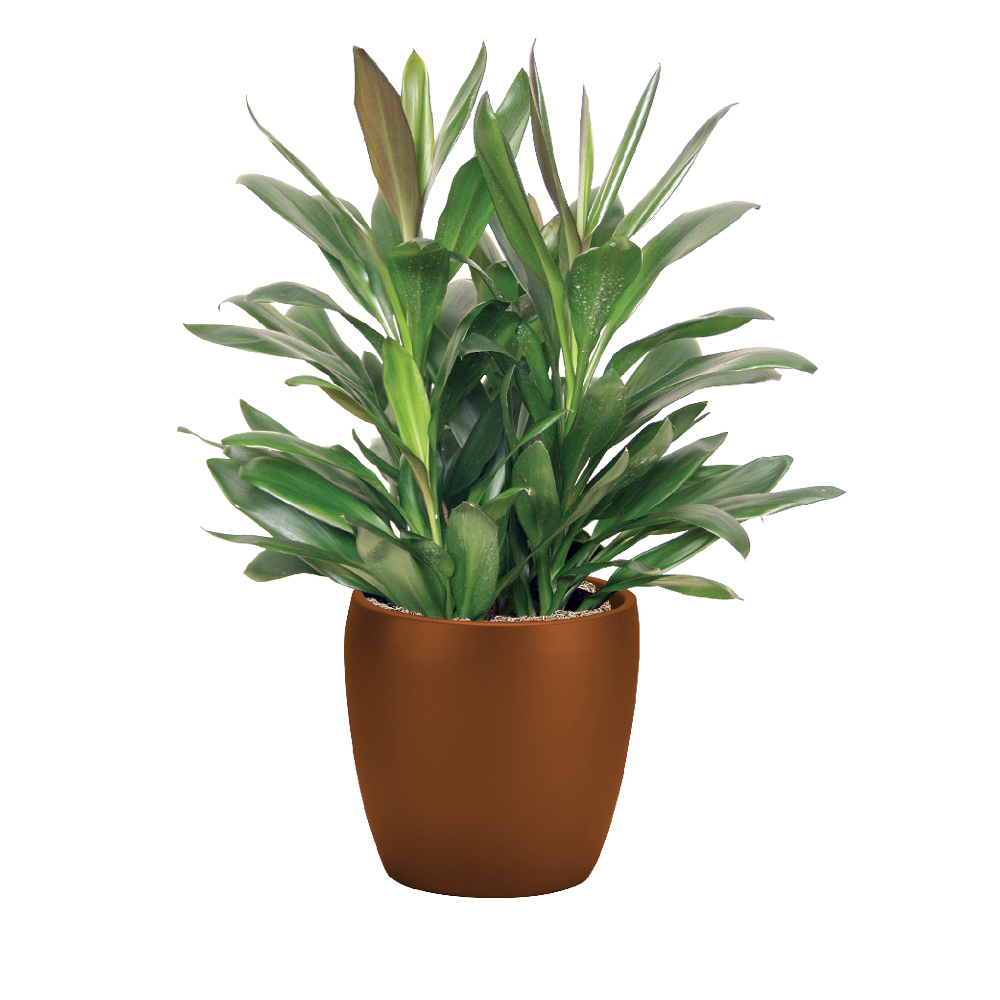 Glauca