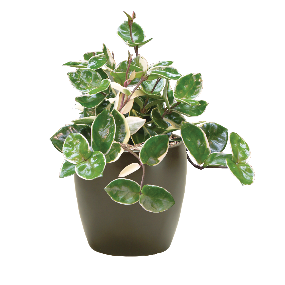 Ivy Hoya