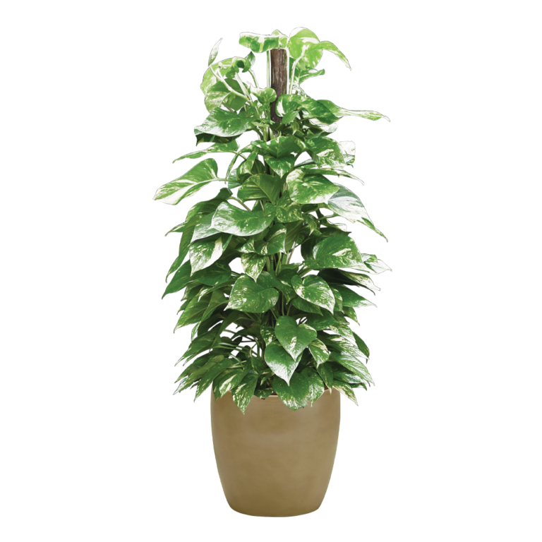 Marble Queen Pothos Plant Care, Water, Sunlight Guide Plantscape LIVE