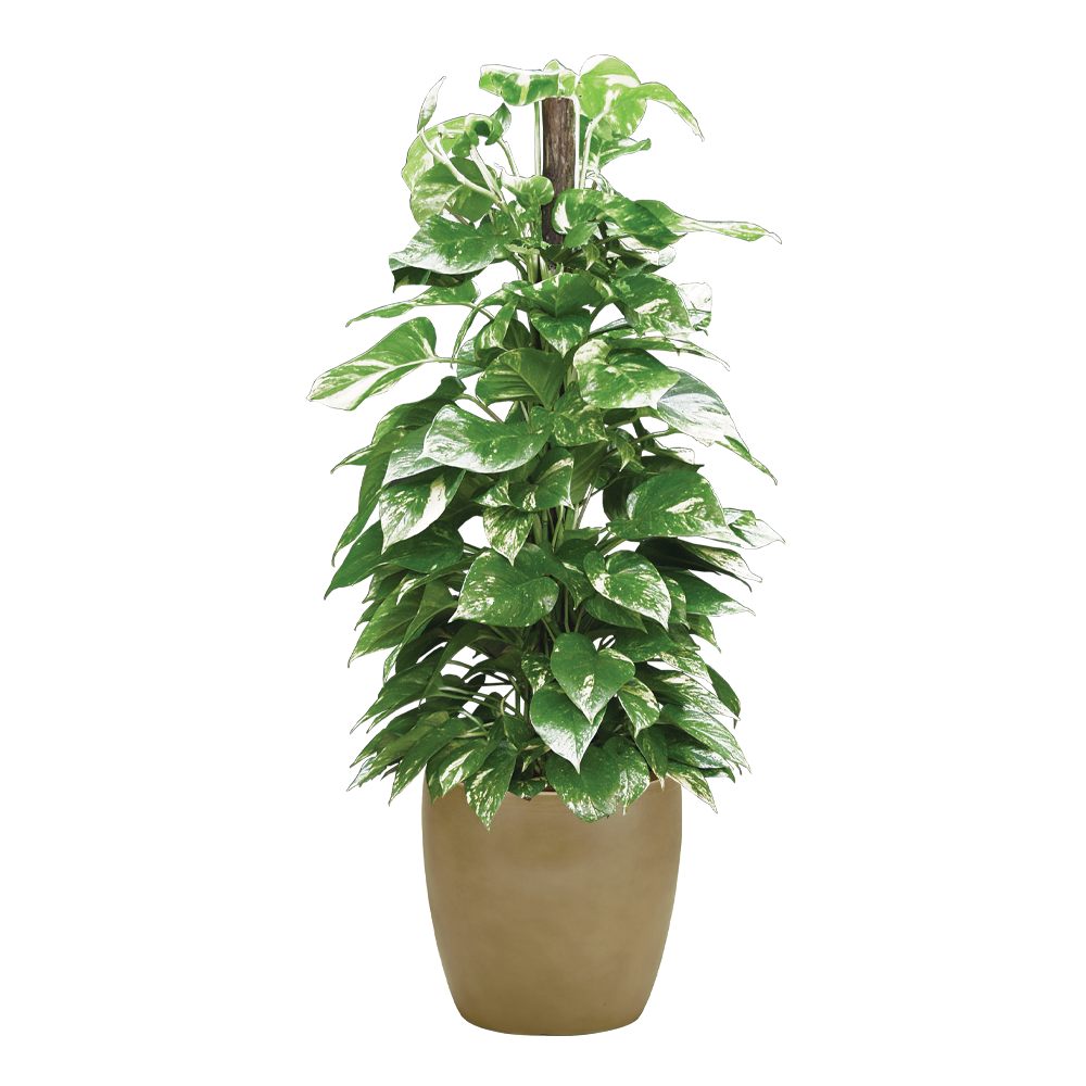 Ivy_Pothos_MarbleQueenPole