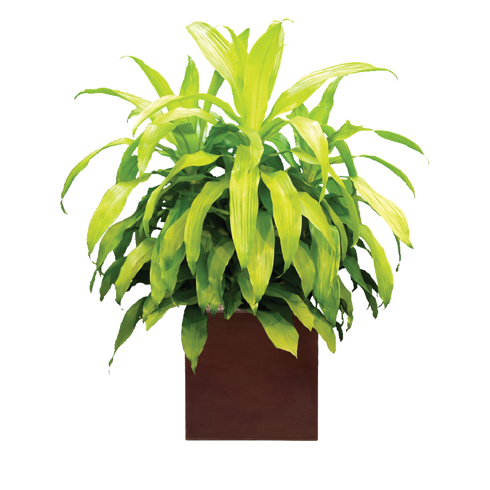 Dracaena, Janet Craig Limelight