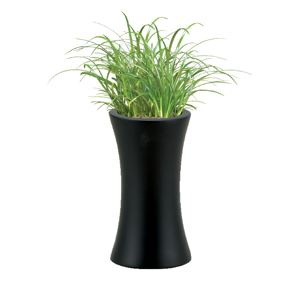 Lirope Grass