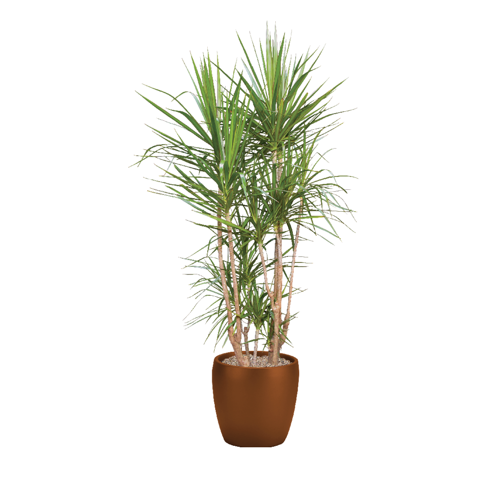 Dracaena, Marginata Exotic Cutback