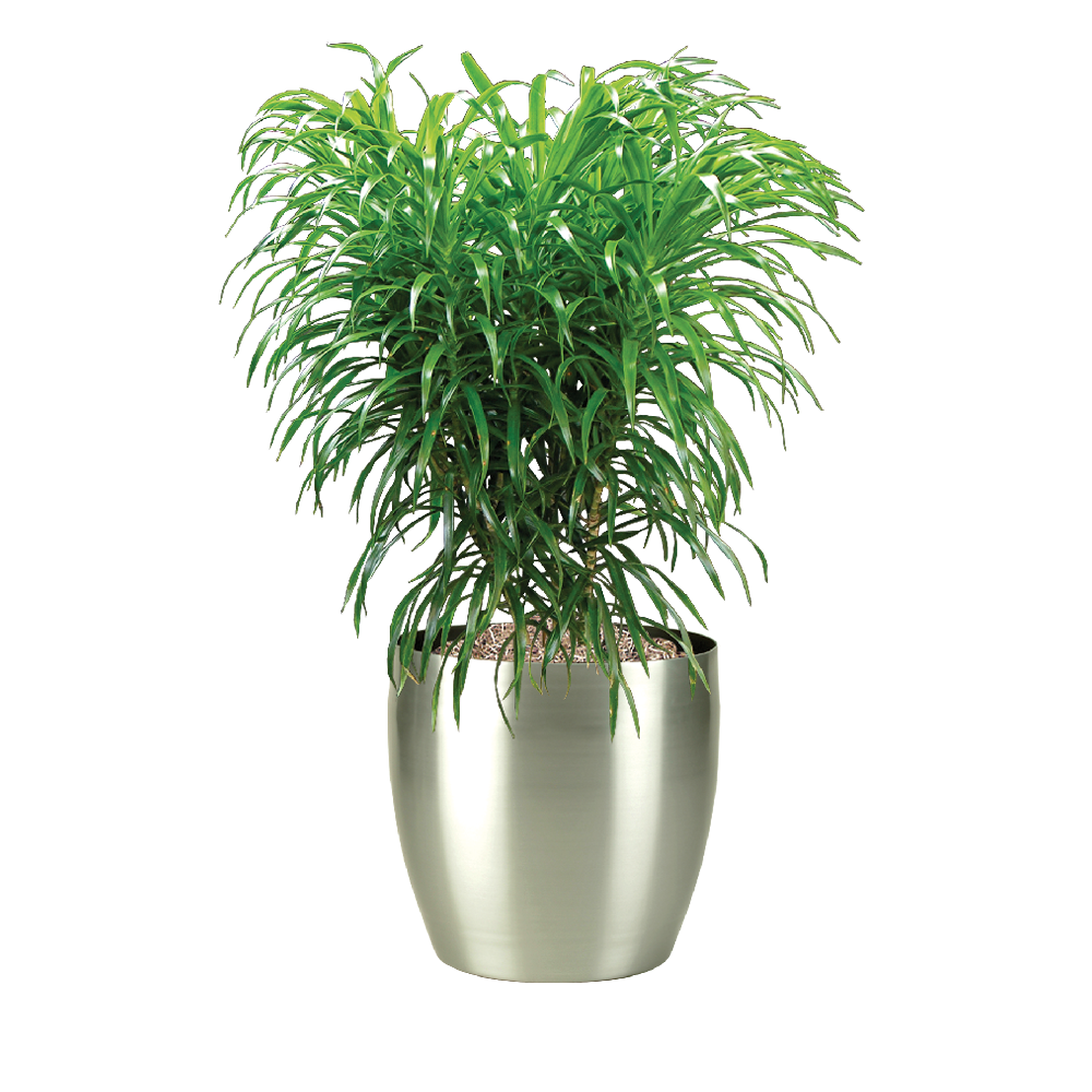 Dracaena, Medusa Bush