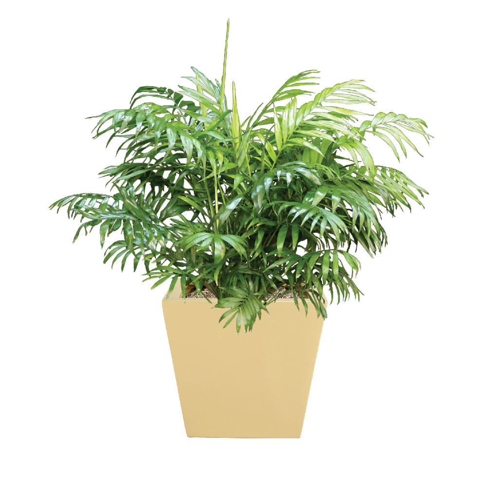 Palm Neanthe Bella