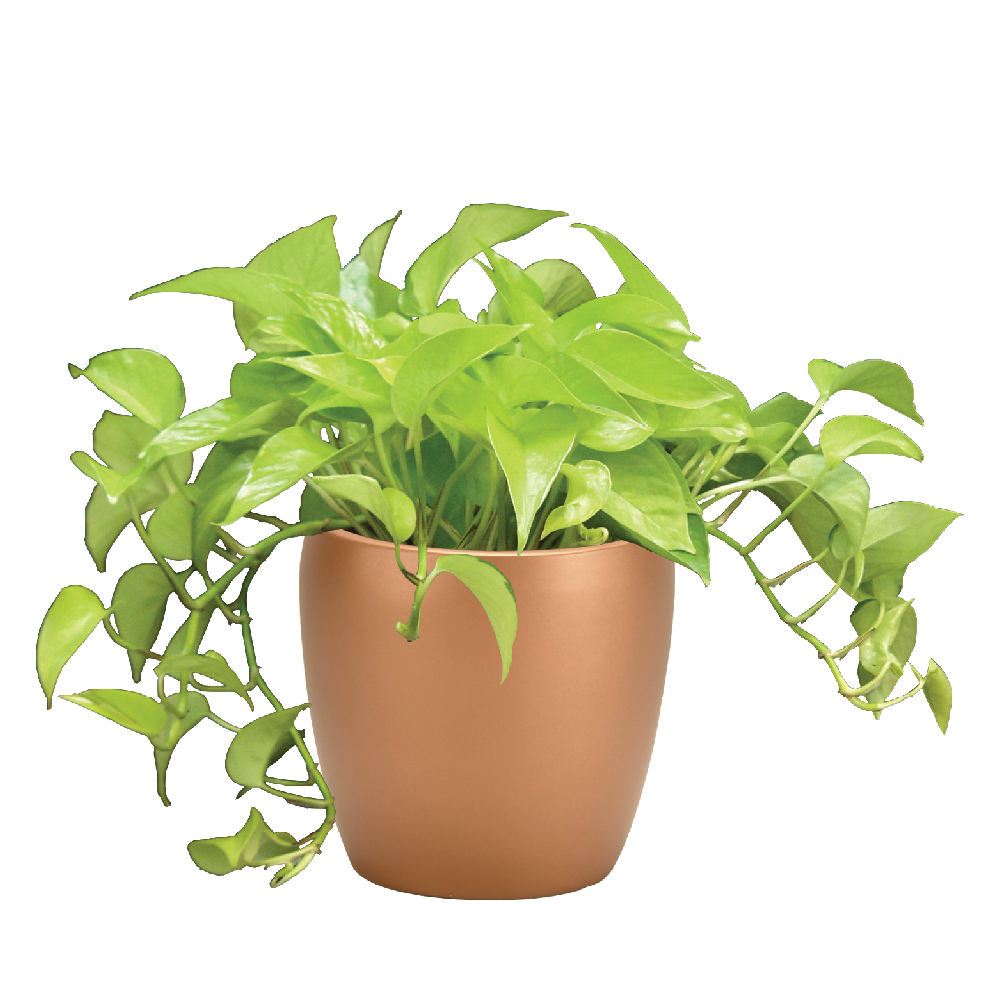 Ivy, Pothos Neon