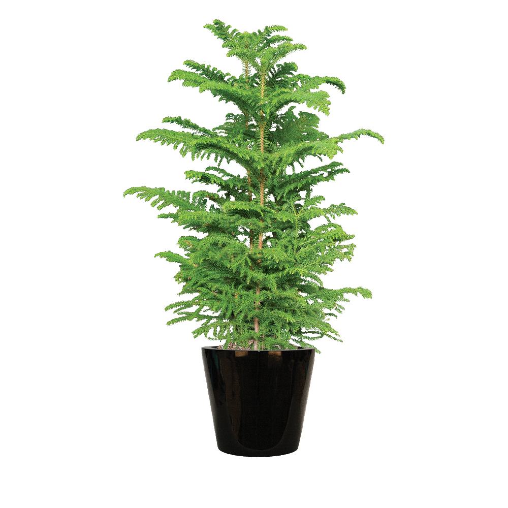 Pine Norfolk Island